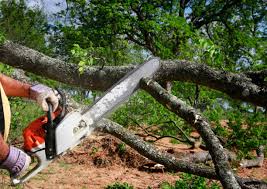 Best Tree Removal  in Oroville, WA