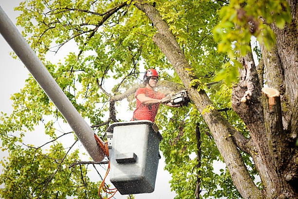 Reliable Oroville, WA Tree Services Solutions